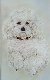 Ritratto di Cane " Bichon "